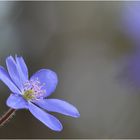 Leberblümchen Blüte