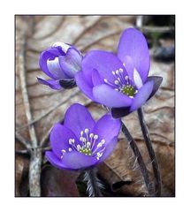 Leberblümchen - Blume des Jahres 2013 (2)