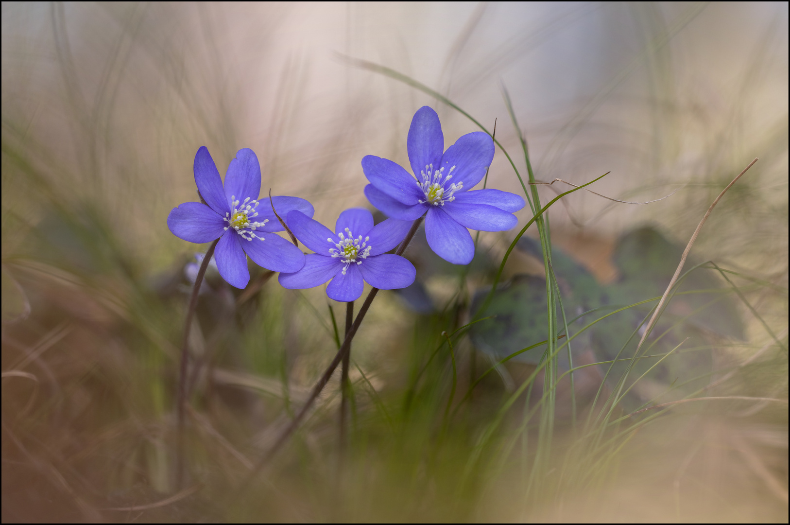 Leberblümchen