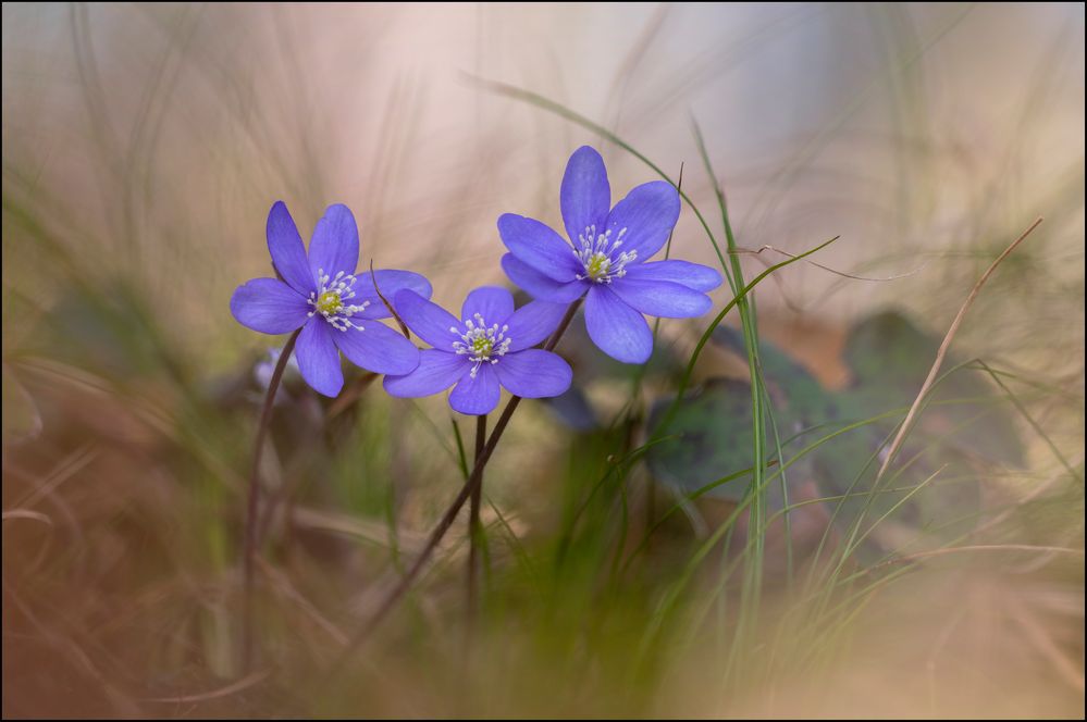 Leberblümchen