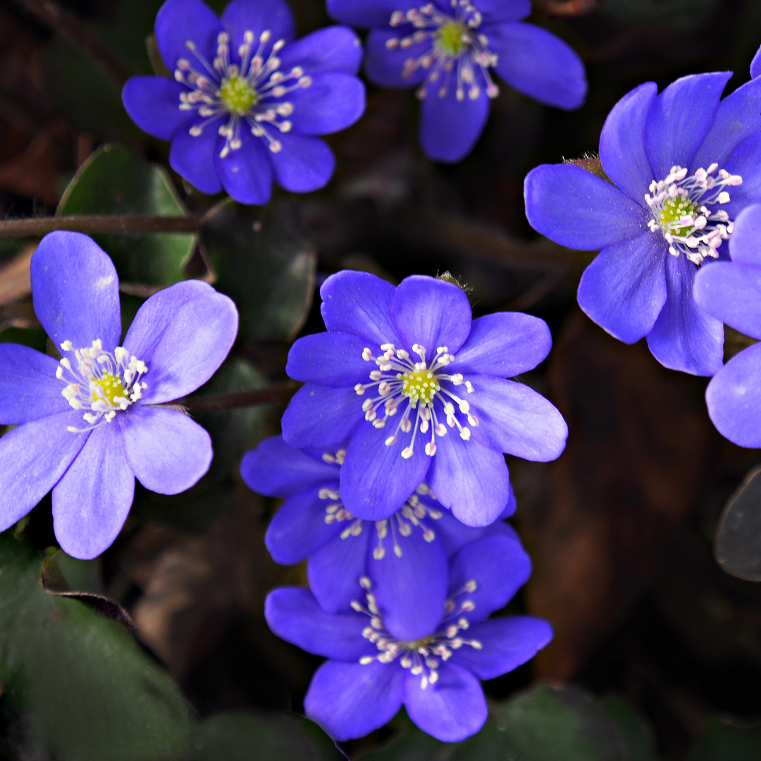 Leberblümchen