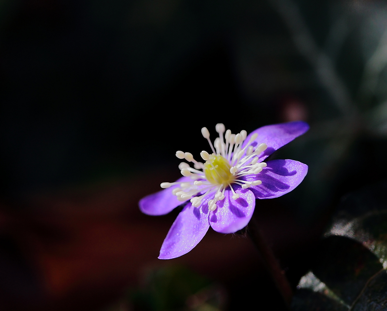 Leberblümchen...