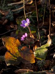 Leberblümchen