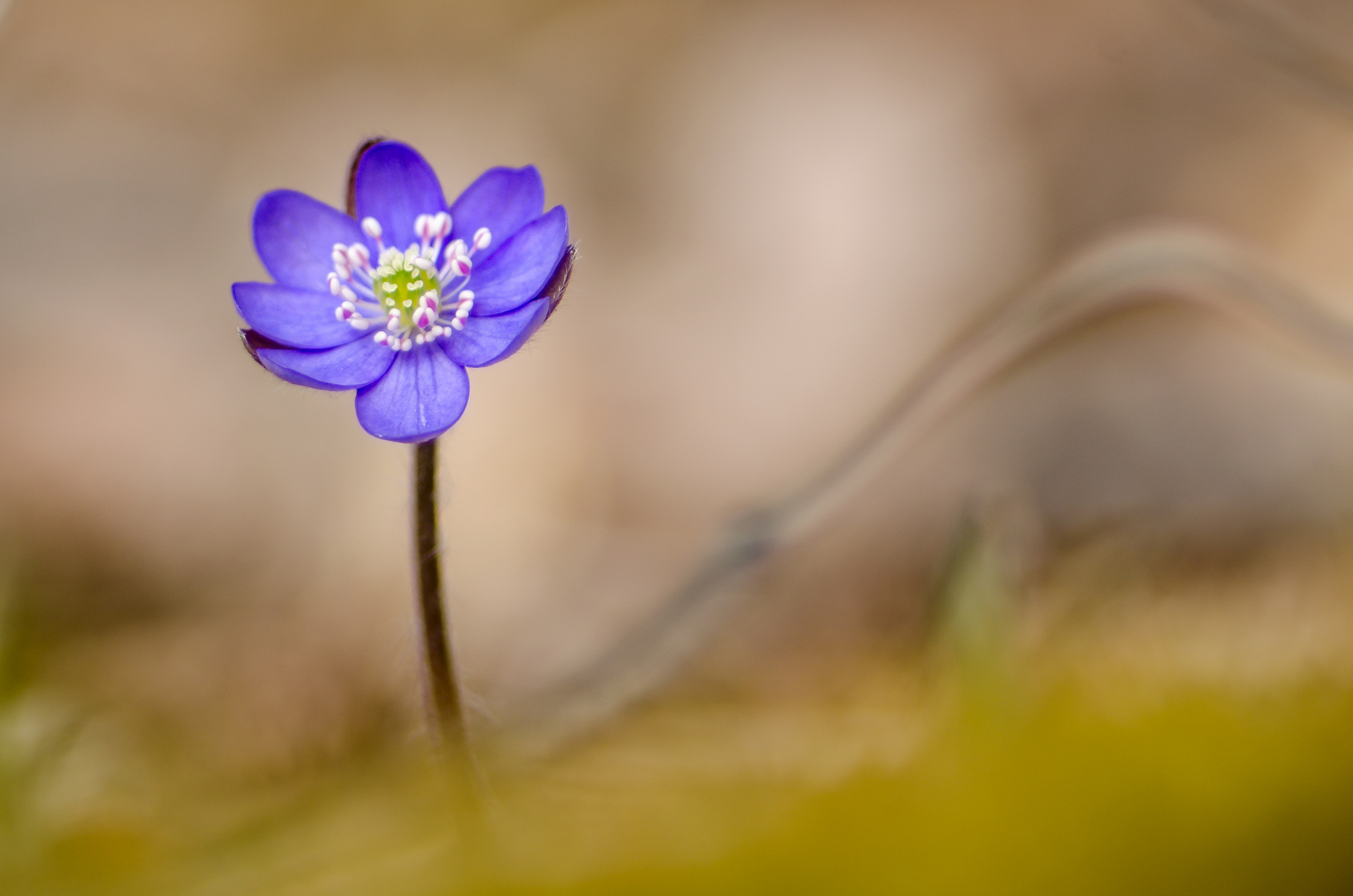 Leberblümchen