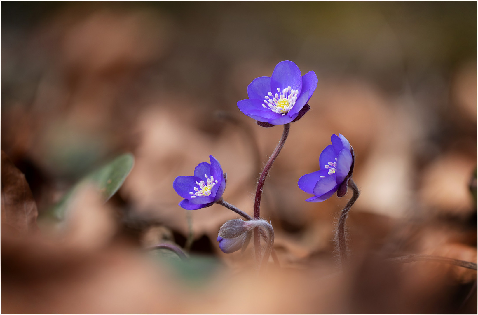 Leberblümchen