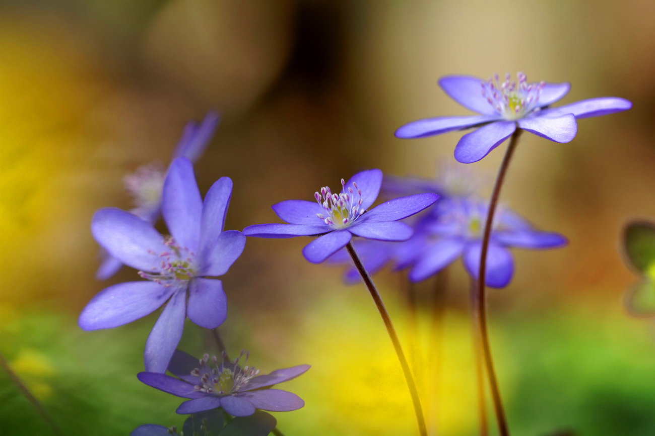 Leberblümchen