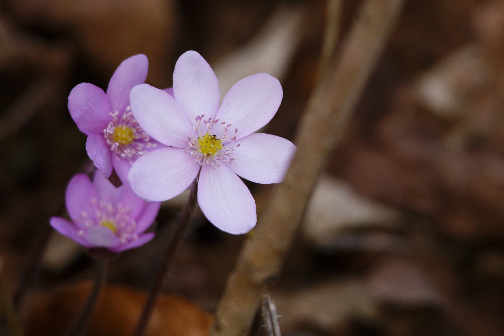 Leberblümchen