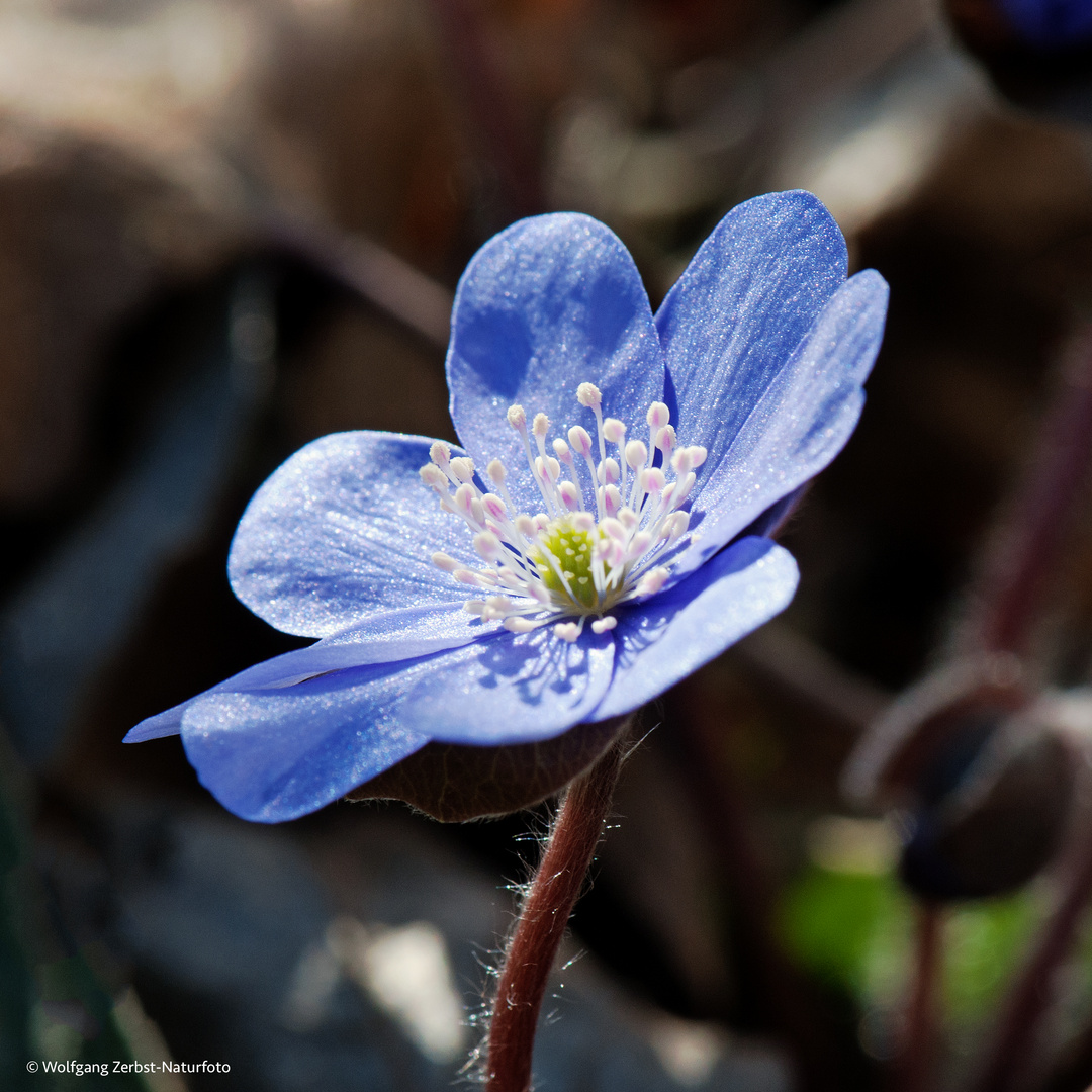 --- Leberblümchen ---