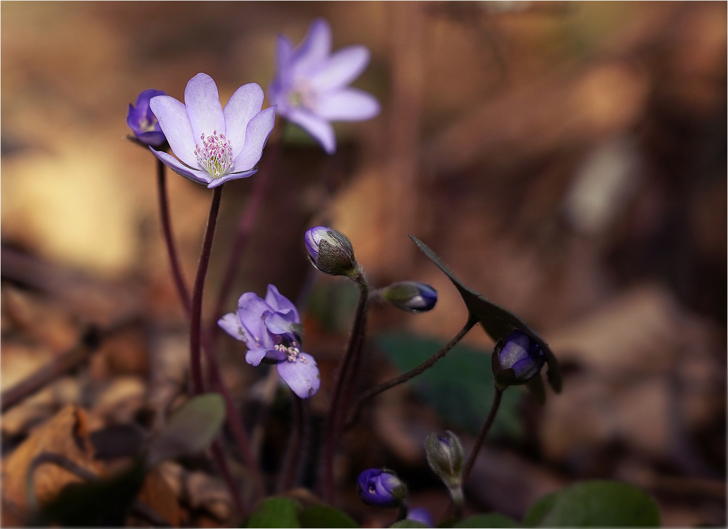 Leberblümchen