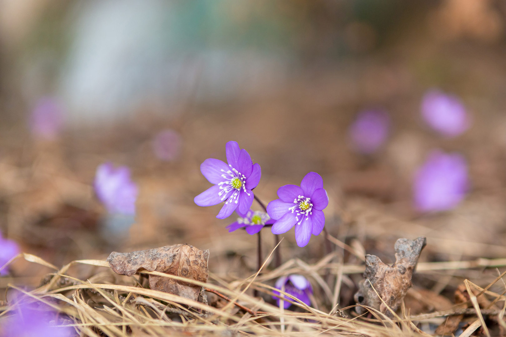 Leberblümchen