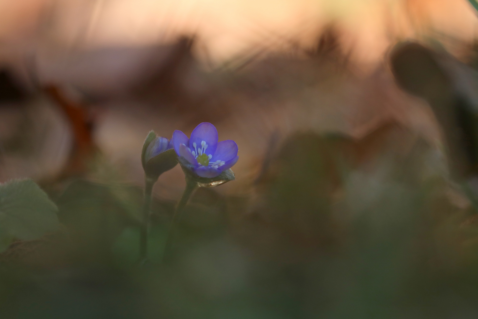 Leberblümchen