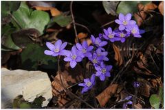 Leberblümchen