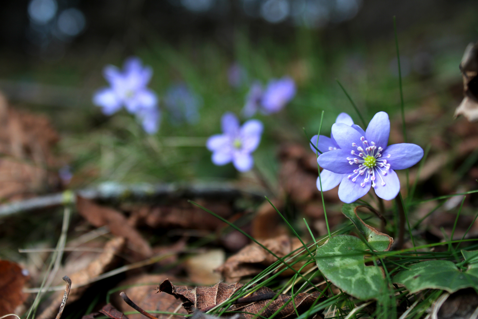 Leberblümchen