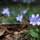 Leberblümchen