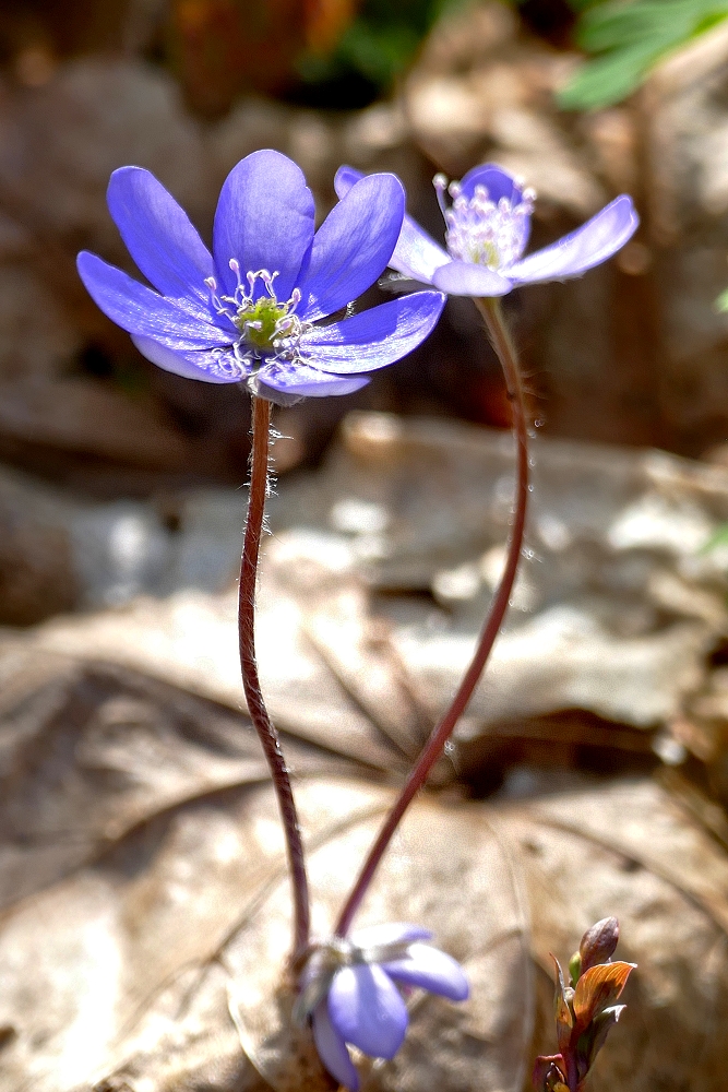 Leberblümchen 