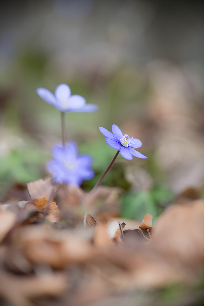 Leberblümchen