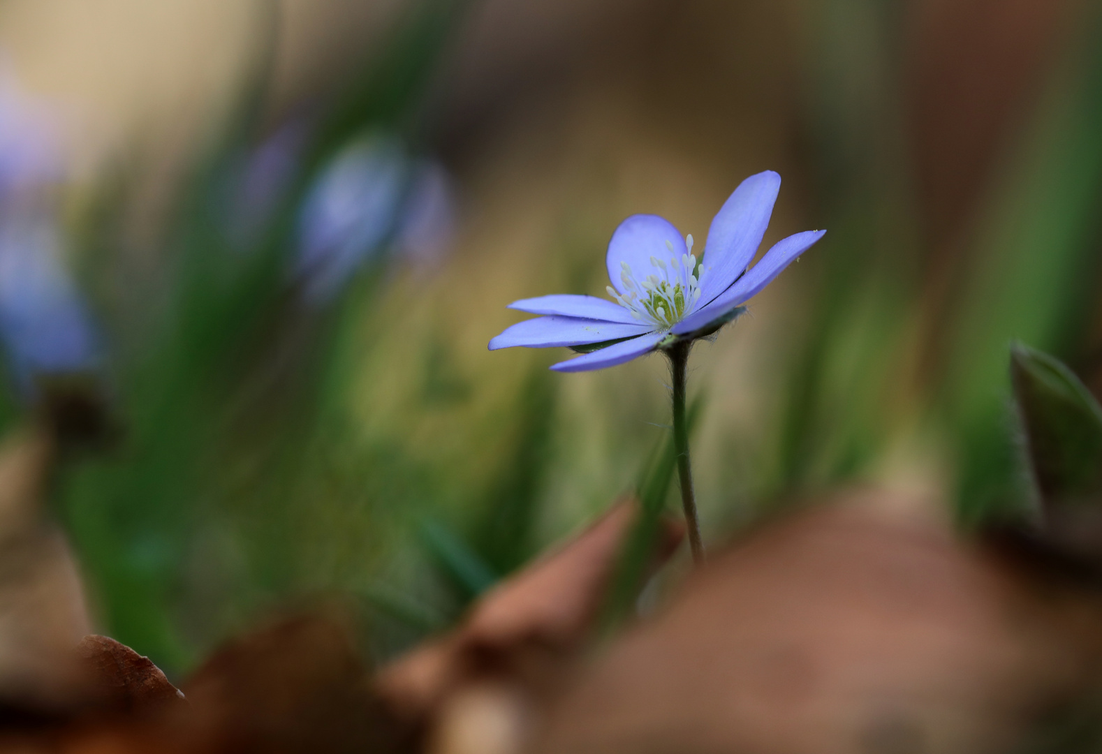 Leberblümchen