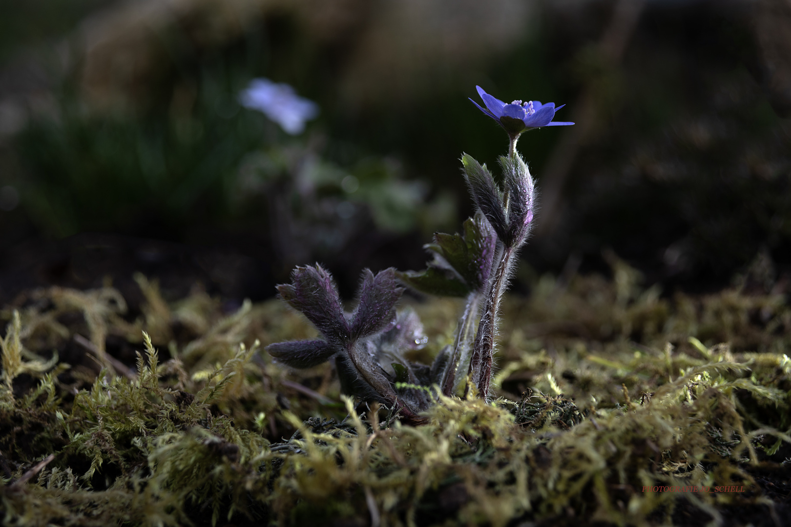 Leberblümchen