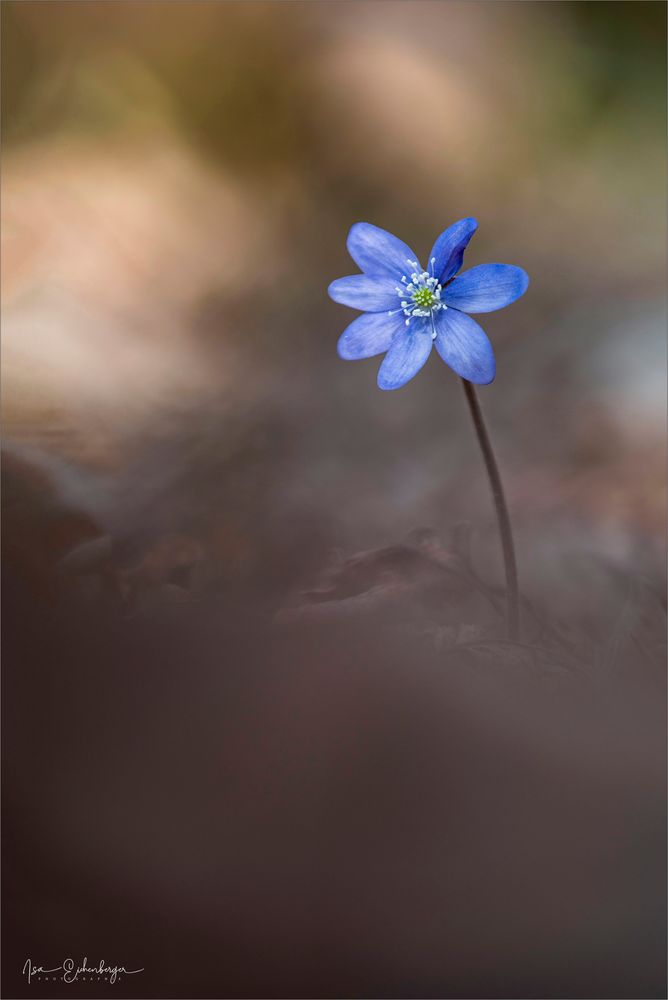 Leberblümchen