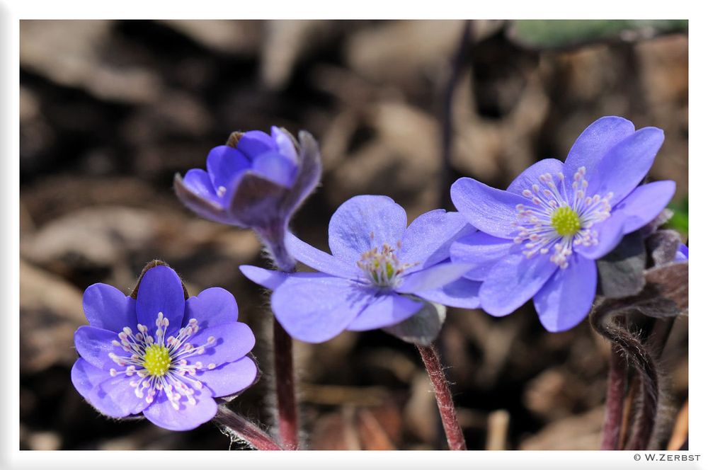 - Leberblümchen -