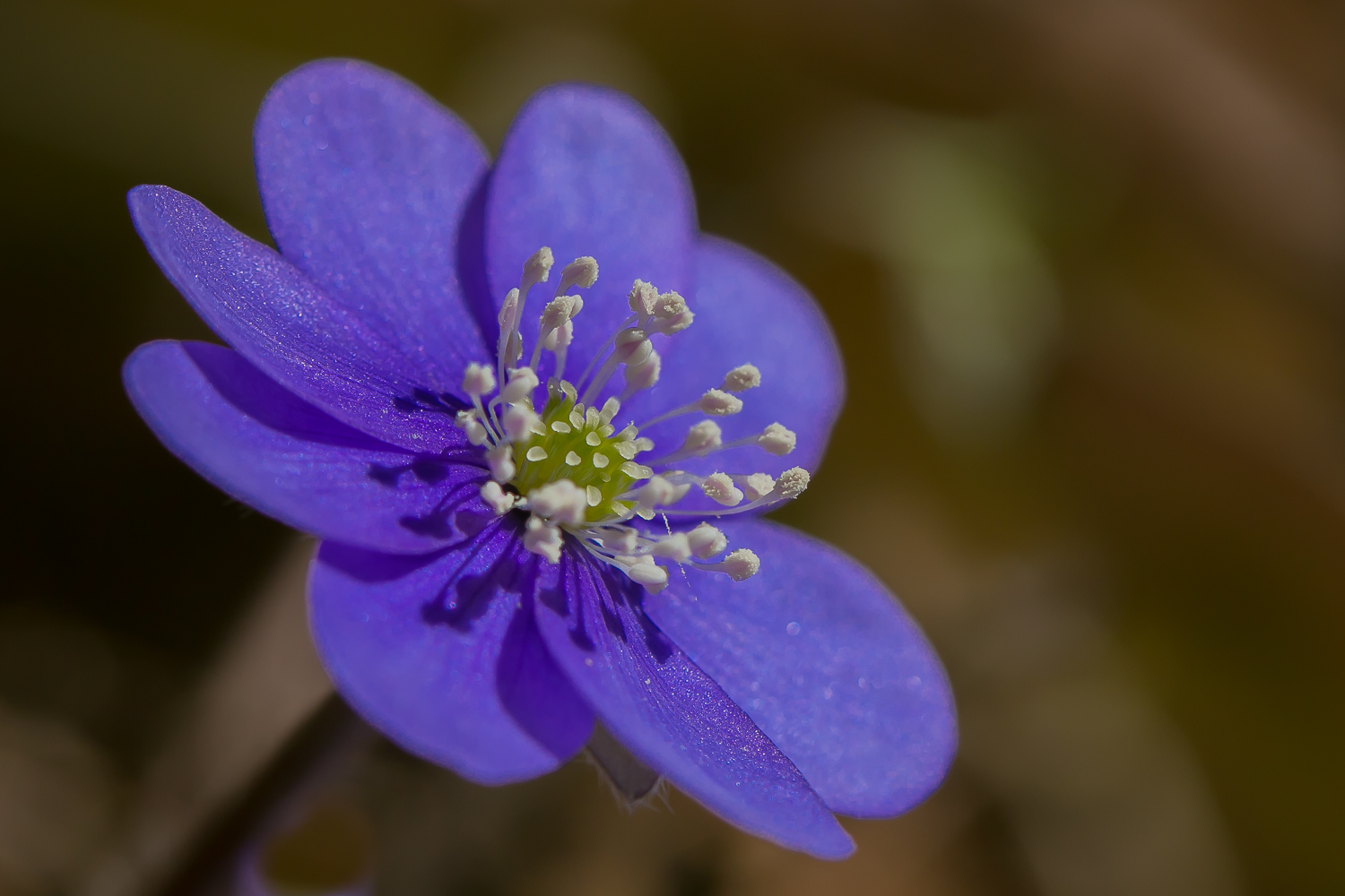 Leberblümchen