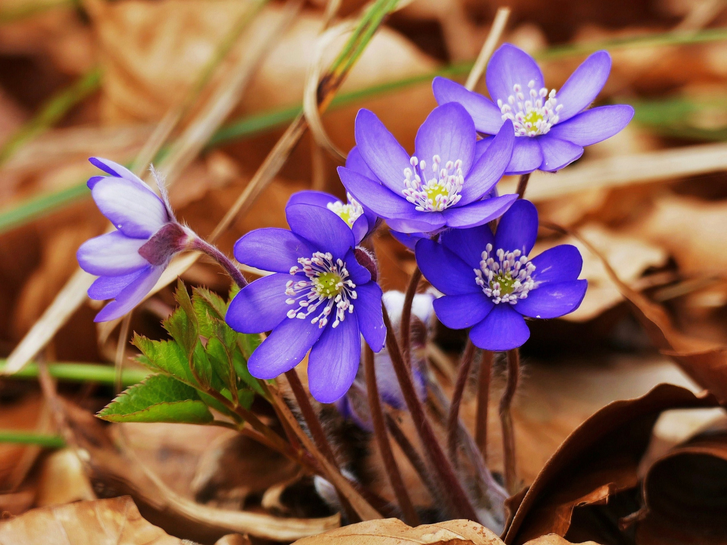 Leberblümchen