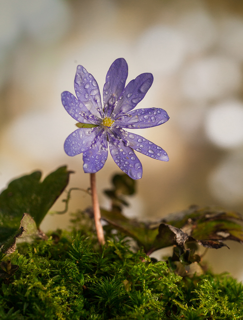 Leberblümchen 