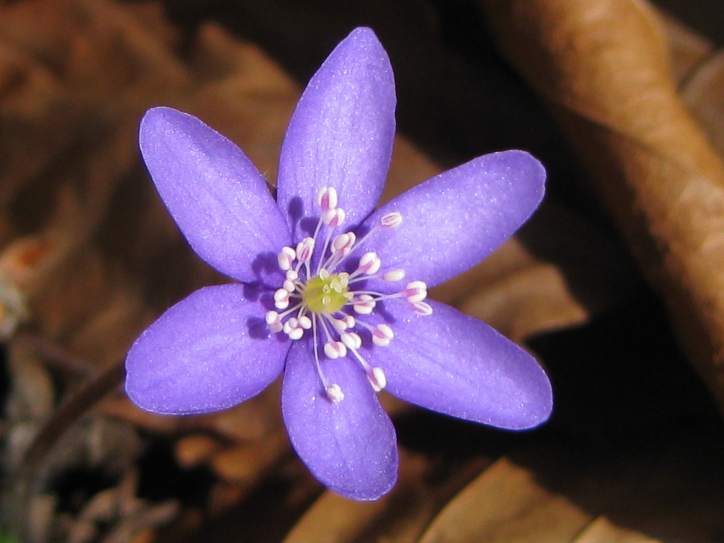 Leberblümchen