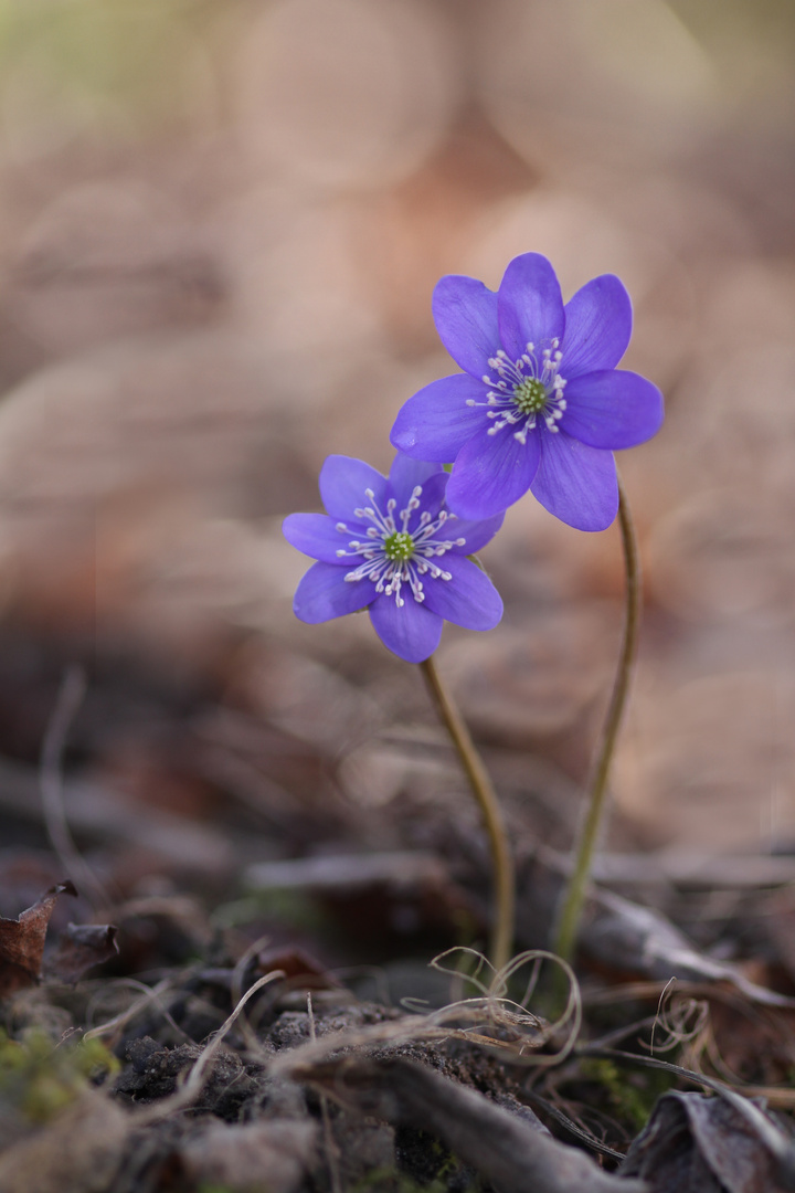 Leberblümchen