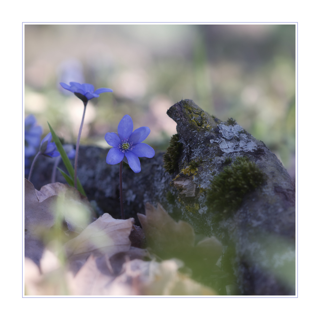 Leberblümchen