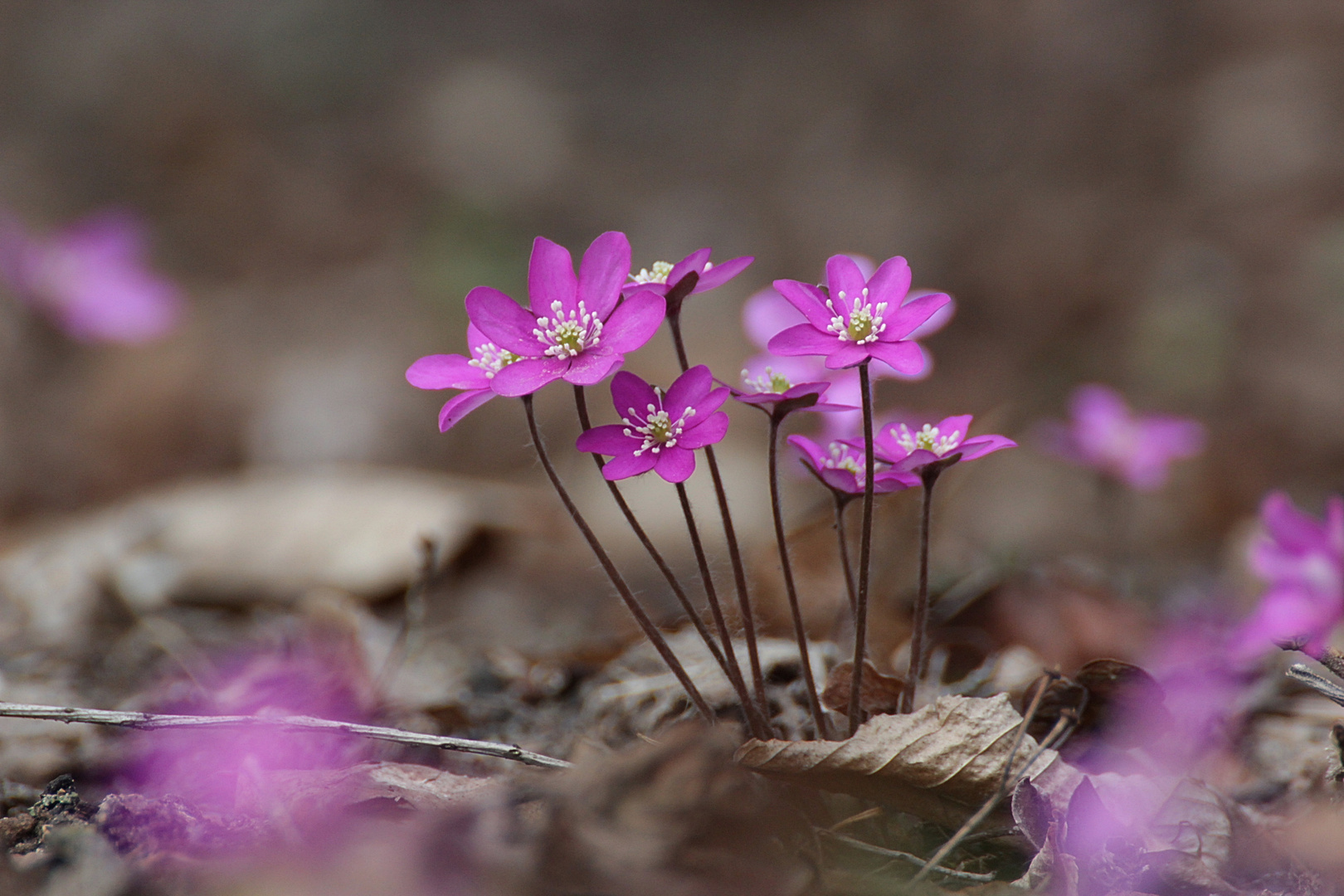 Leberblümchen