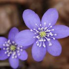 Leberblümchen *danke maja * :o)