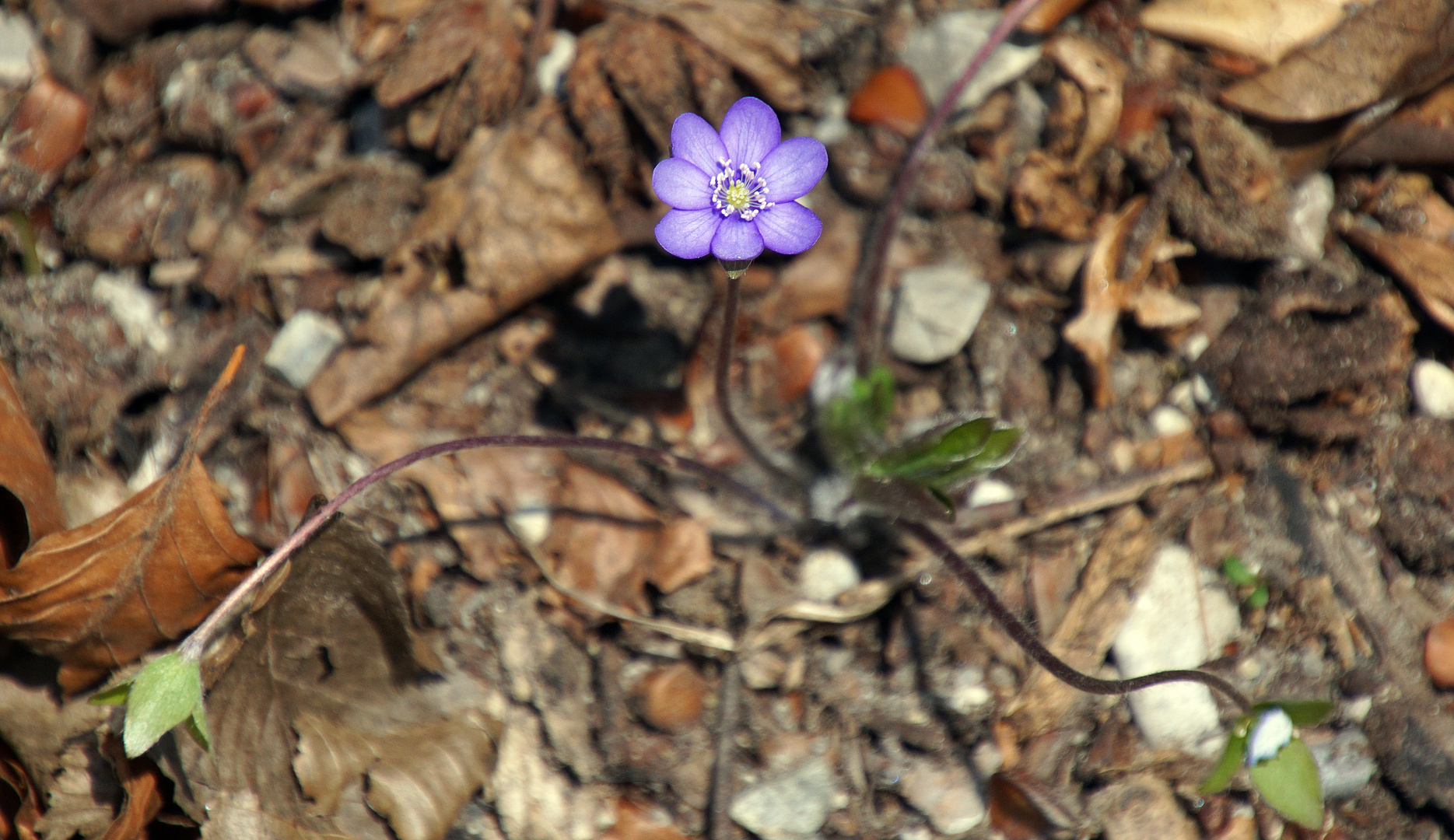 Leberblümchen. Das Original.