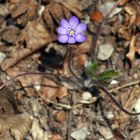 Leberblümchen. Das Original.