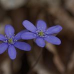 Leberblümchen