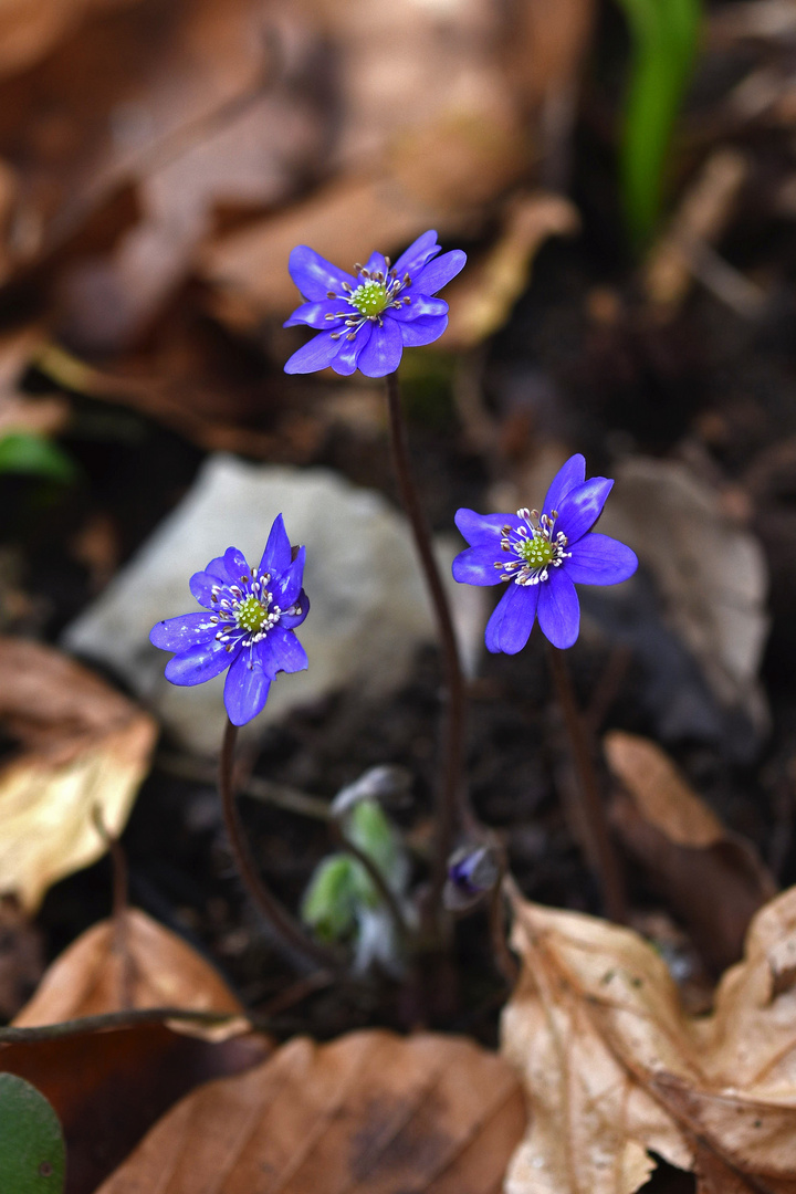 LeberBLÜMCHEN 