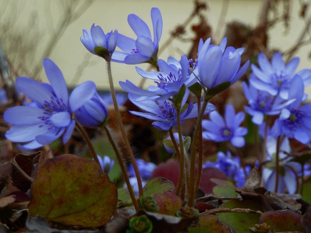 Leberblümchen