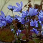 Leberblümchen