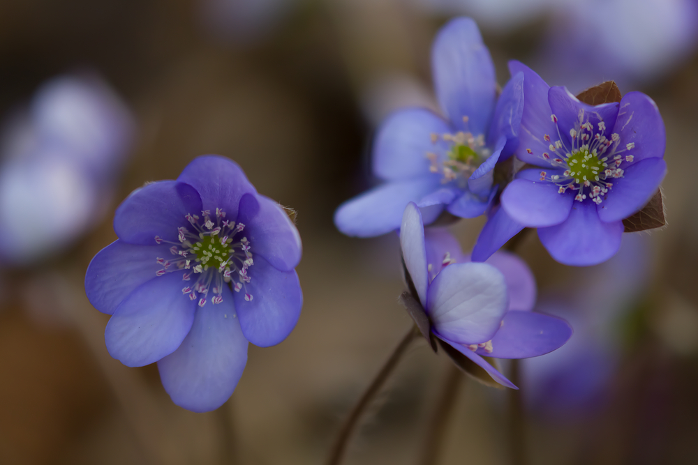 leberblümchen