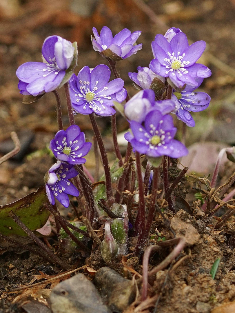 ....Leberblümchen....