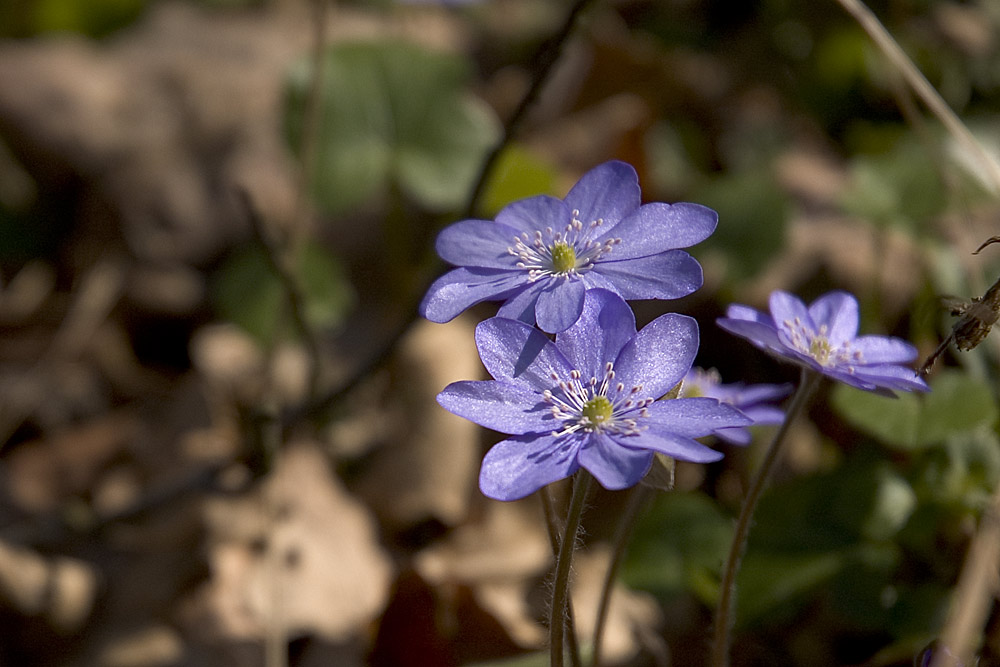 Leberblümchen