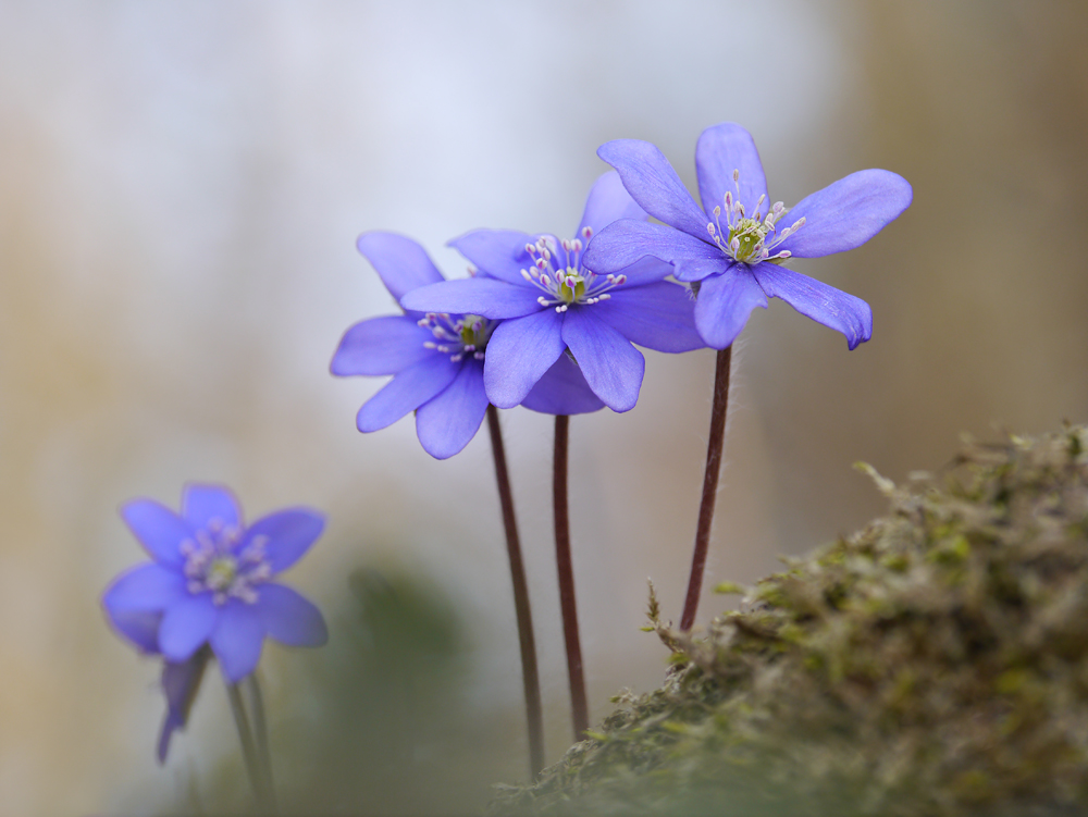 Leberblümchen