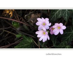 Leberblümchen