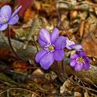 Leberblümchen die 2.