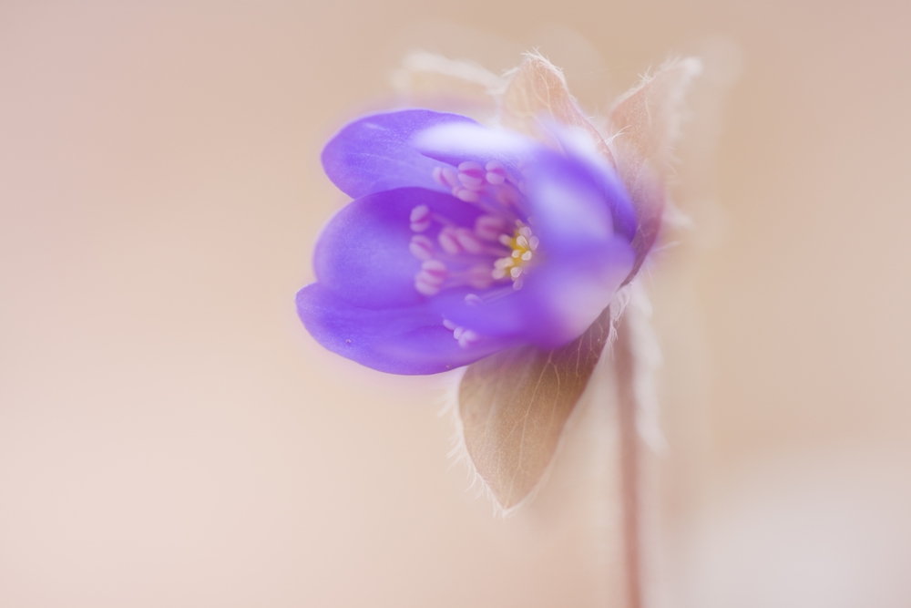 Leberblümchen Doppelbelichtung