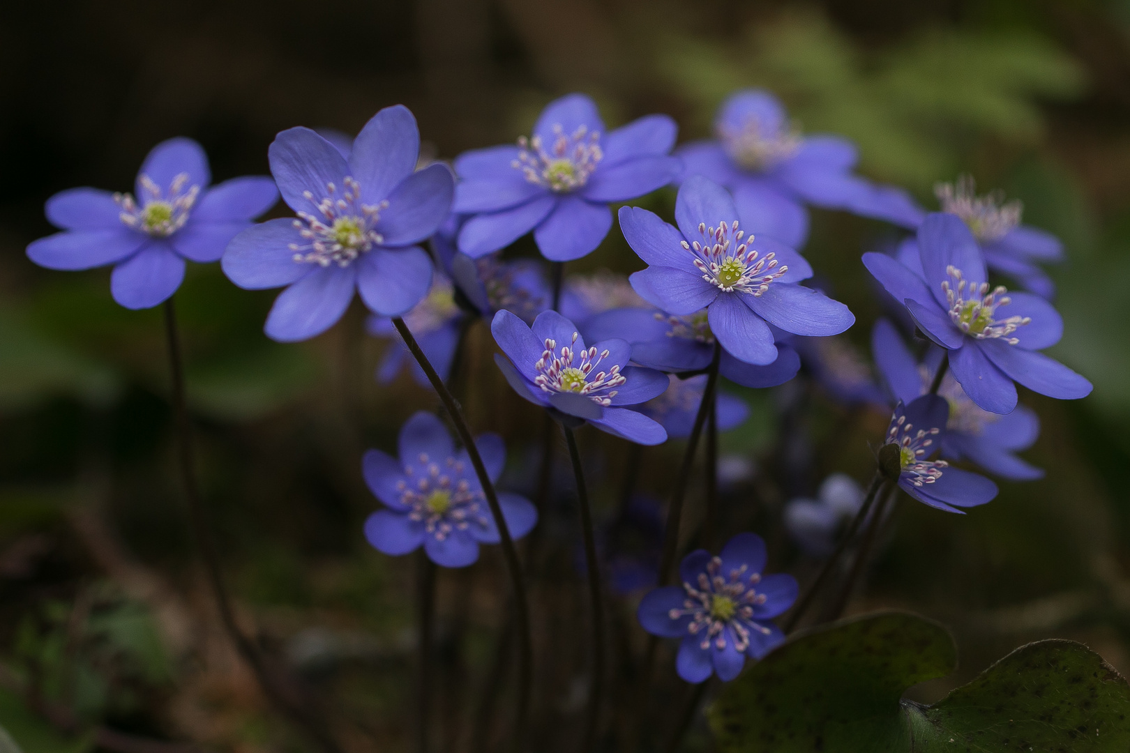 Leberblümchen