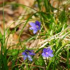 Leberblümchen