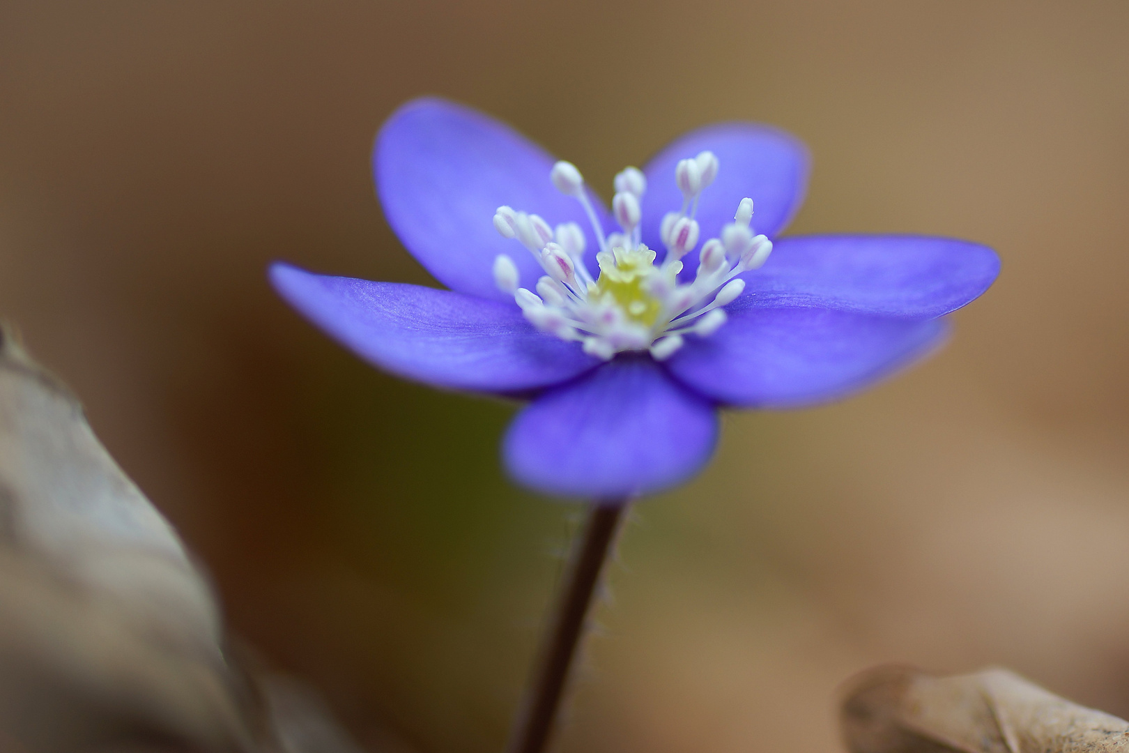 Leberblümchen