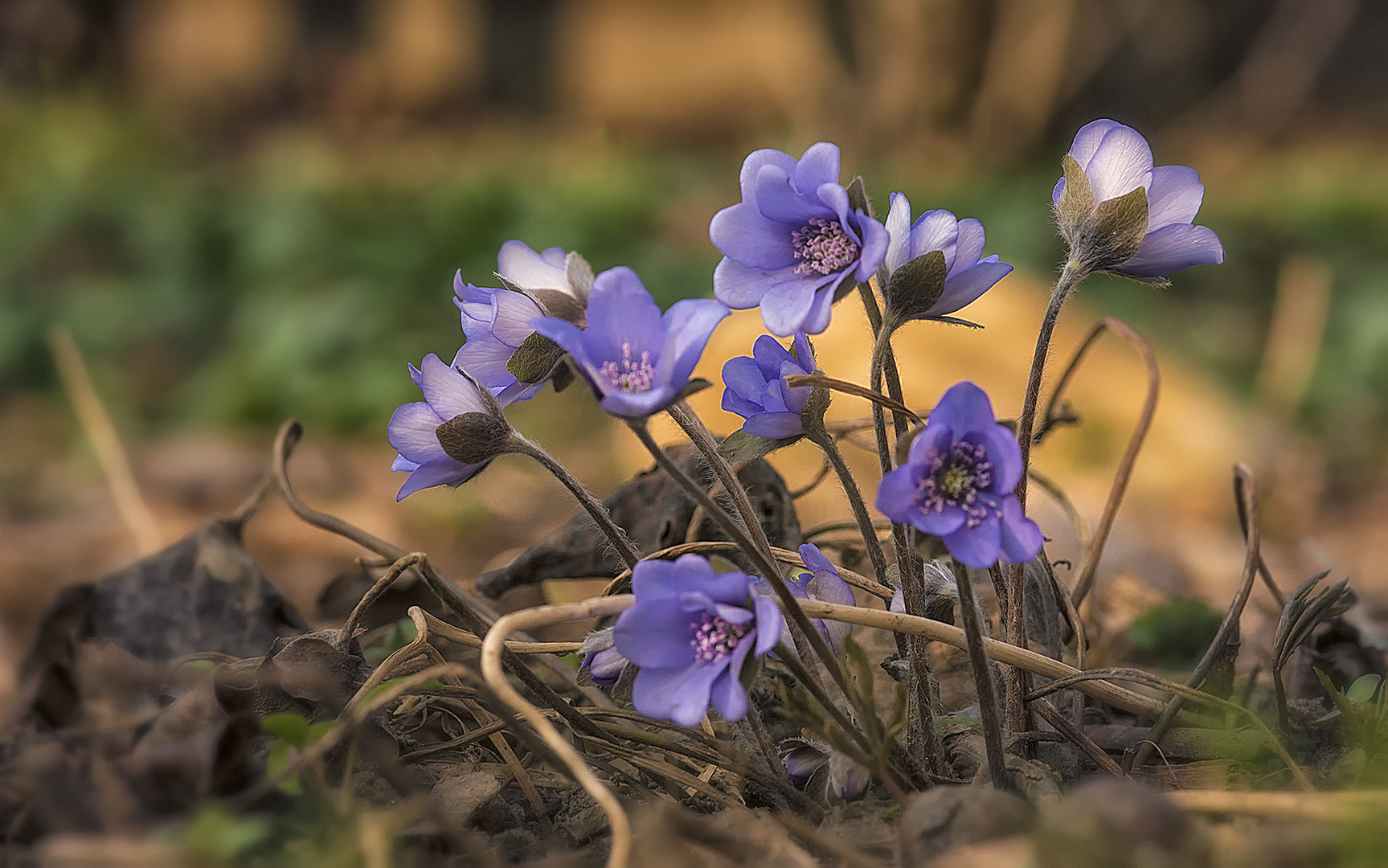 Leberblümchen