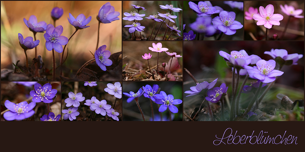 Leberblümchen